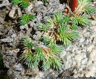 Selaginella asprella