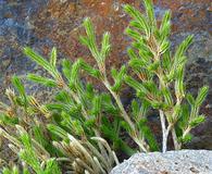 Selaginella bigelovii