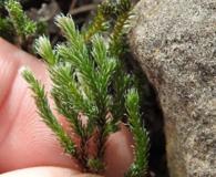 Selaginella corallina