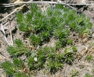 Selaginella densa