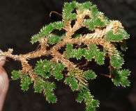 Selaginella eremophila