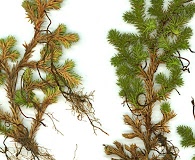 Selaginella hansenii