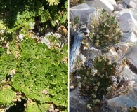 Selaginella lepidophylla