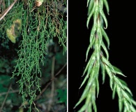 Selaginella oregana