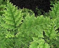 Selaginella pallescens