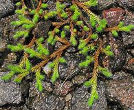 Selaginella rupestris