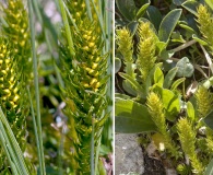 Selaginella selaginoides