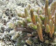 Selaginella sibirica