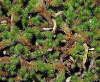 Selaginella tortipila