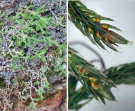 Selaginella underwoodii