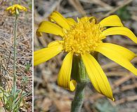 Senecio actinella