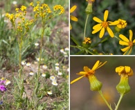 Senecio ampullaceus