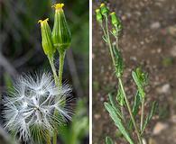 Senecio aphanactis