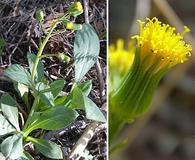 Senecio bigelovii