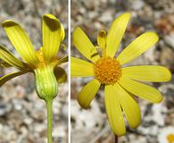 Senecio californicus