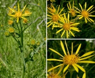 Senecio clarkianus