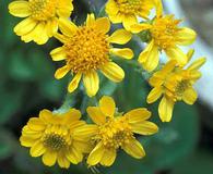 Senecio elmeri