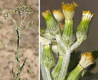 Senecio glomeratus