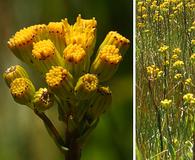 Senecio hydrophiloides