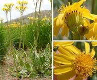 Senecio integerrimus