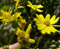 Senecio lemmonii