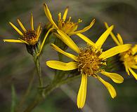 Senecio lugens