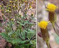 Senecio mohavensis