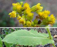 Senecio rapifolius