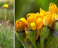 Senecio scorzonella