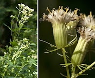 Senecio suaveolens