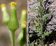 Senecio sylvaticus