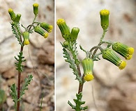 Senecio vulgaris