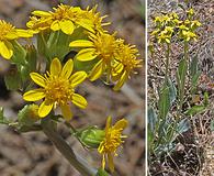 Senecio wootonii