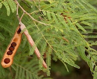 Senegalia berlandieri