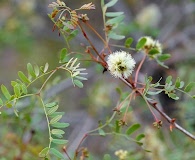 Senegalia roemeriana