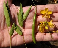 Senna corymbosa