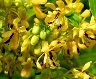 Senna hebecarpa