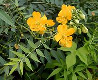 Senna hirsuta