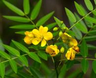 Senna ligustrina