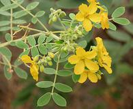 Senna lindheimeriana