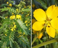 Senna multiglandulosa