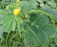 Senna obtusifolia