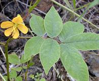 Senna occidentalis