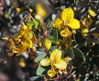 Senna purpusii