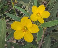 Senna roemeriana