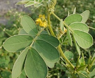 Senna uniflora