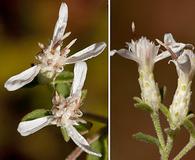 Sericocarpus tortifolius