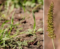 Setaria adhaerens