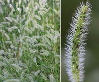 Setaria corrugata