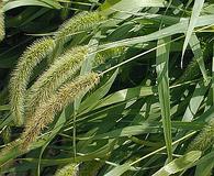 Setaria faberi